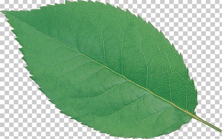 Plant Green Leaf PNG, Clipart, Green, Leaf, Nature, Plant Free PNG Download