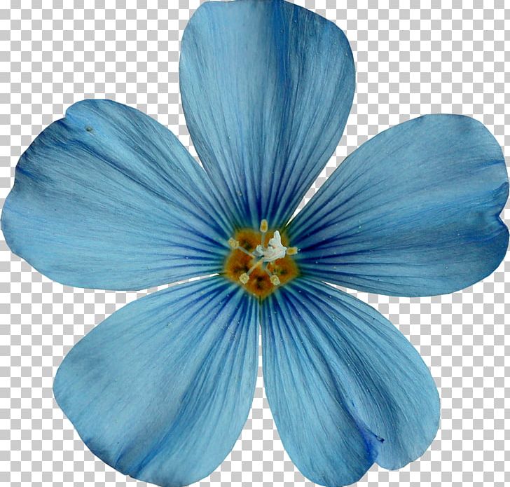 Sky Blue PNG, Clipart, Blue, Color, Computer Software, Flower, Flowering Plant Free PNG Download