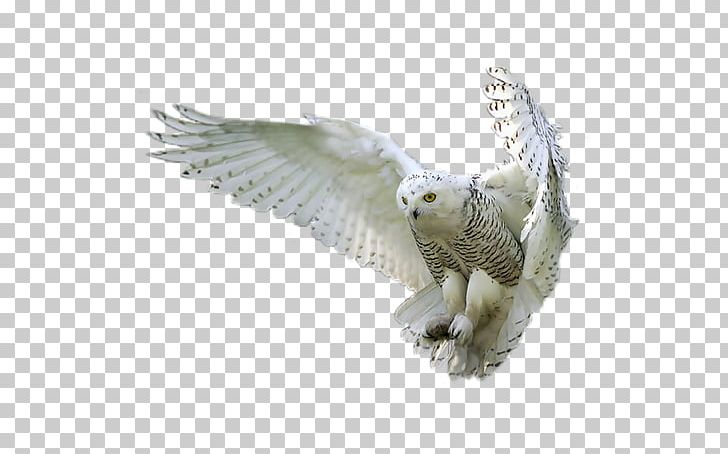 Snowy Owl Portable Network Graphics Bird Tawny Owl PNG, Clipart, Barn Owl, Beak, Bird, Bird Of Prey, Fauna Free PNG Download