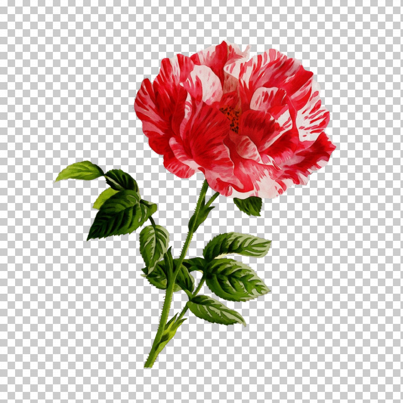 Garden Roses PNG, Clipart, Cabbage Rose, Carnation, Cut Flowers, Floral Design, Flower Free PNG Download