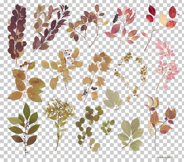 Leaf Floral Design Portable Network Graphics JPEG PNG, Clipart, Blossom, Branch, Brown, Flora, Floral Design Free PNG Download