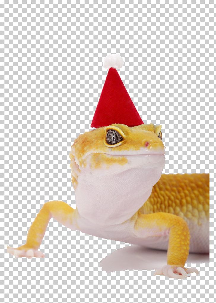 Lizard Hat Stock Photography Common Leopard Gecko Christmas PNG, Clipart, Alamy, Animals, Chong, Christmas, Christmas Border Free PNG Download