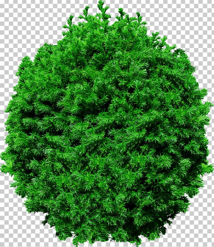 Tree Pine PNG, Clipart, Arecaceae, Ash, Biome, Conifer, Download Free PNG Download