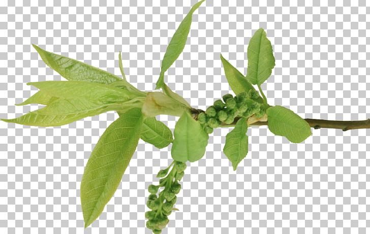 Branch Leaf PNG, Clipart, Branch, Flower, Flower Bouquet, Herb, Herbalism Free PNG Download