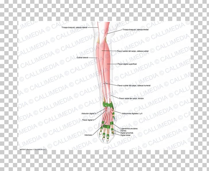 Finger Human Leg Muscle Joint PNG, Clipart, Angle, Arm, Art, Diagram, Finger Free PNG Download