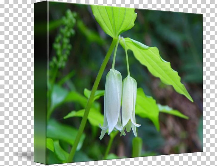 Fritillaries Plant Stem Leaf Wildflower PNG, Clipart, Bellflower Family, Flora, Flower, Fritillaria, Fritillaries Free PNG Download