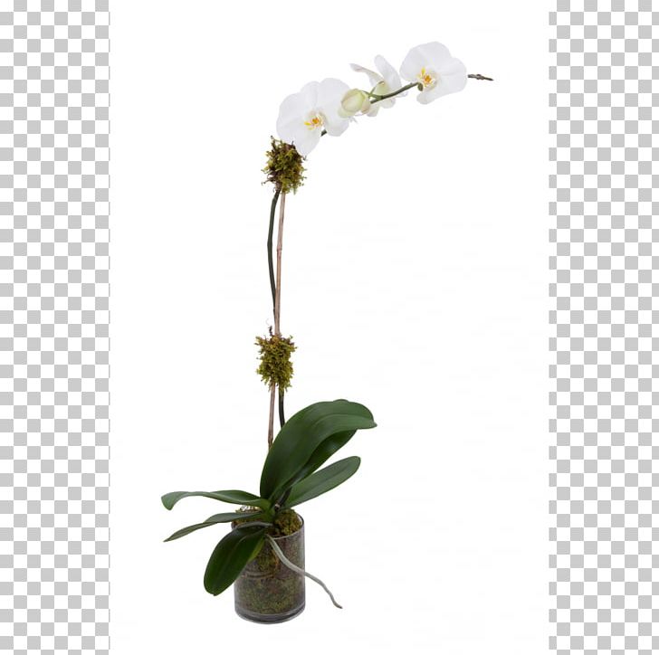 Moth Orchids Flower Plant Stem PNG, Clipart, Aparencia, Bark, Boat Orchid, Branch, Flora Free PNG Download