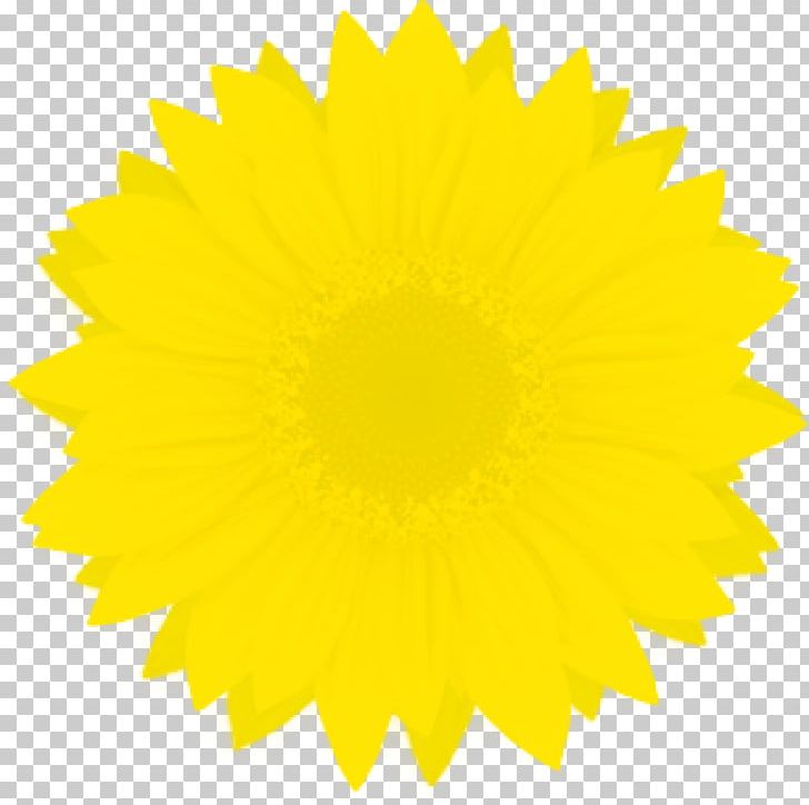 Sunflower Color Flower PNG, Clipart, Cartoon, Color, Cut Flowers, Daisy Family, Dandelion Free PNG Download