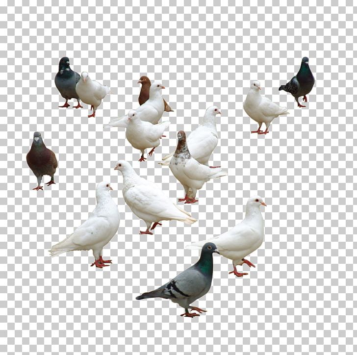 Rock Dove Columbidae Bird Duck PNG, Clipart, Animals, Background White, Beak, Bird, Black White Free PNG Download