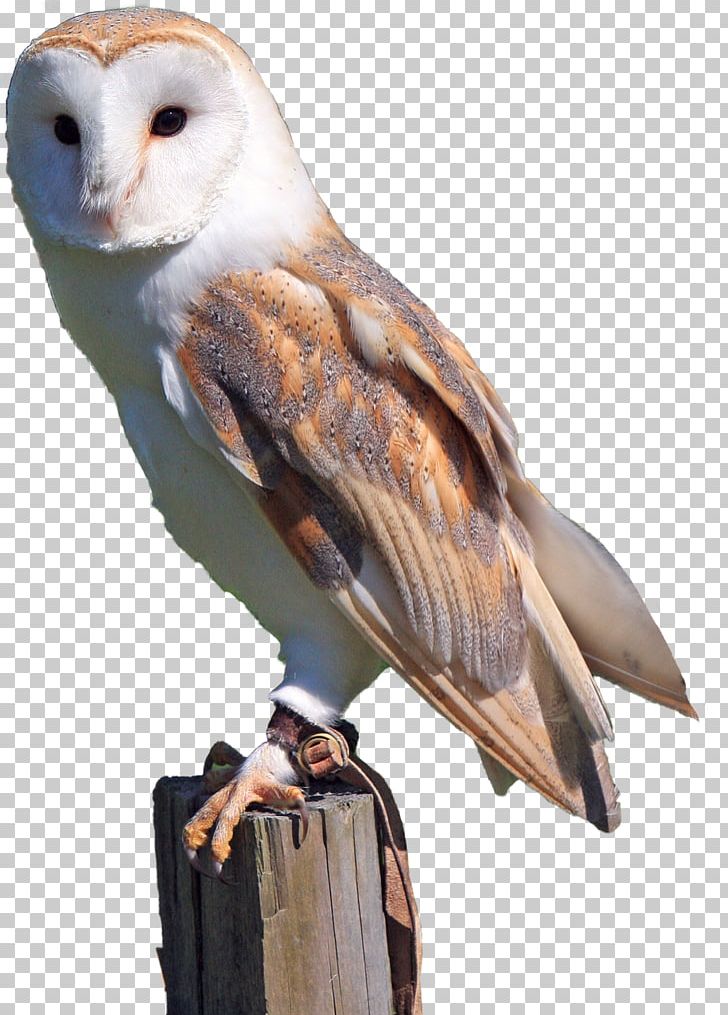 Barn Owl Bird Of Prey Snowy Owl PNG, Clipart, Animals, Ashyfaced Owl, Barn Owl, Barred Owl, Beak Free PNG Download