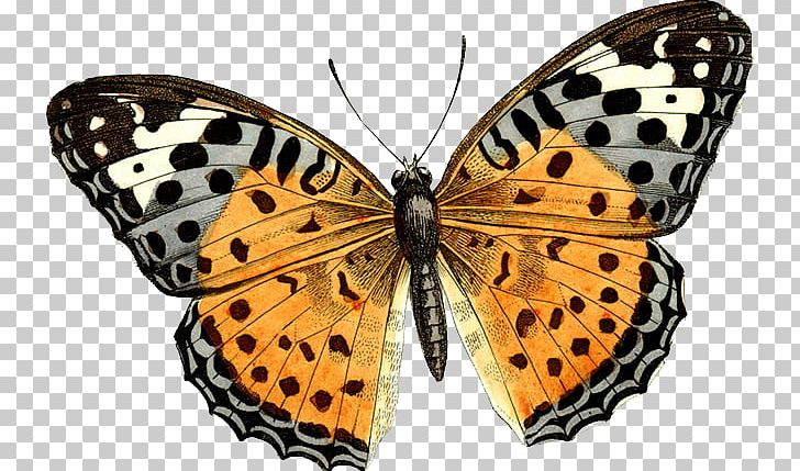 Butterfly PNG, Clipart, Butterfly Free PNG Download