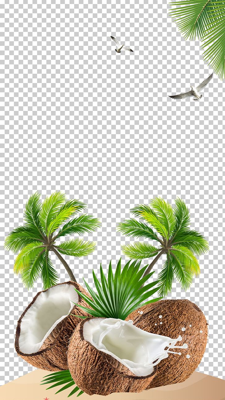 Kefir Coconut Water Coconut Milk PNG, Clipart, Arecaceae, Beach, Coconut, Coconut Cream, Fruit Nut Free PNG Download