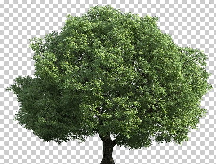 English Oak Tilia Cordata Silver Birch Populus Alba Tree PNG, Clipart, Birch, Branch, Cottonwood, Depositphotos, English Oak Free PNG Download