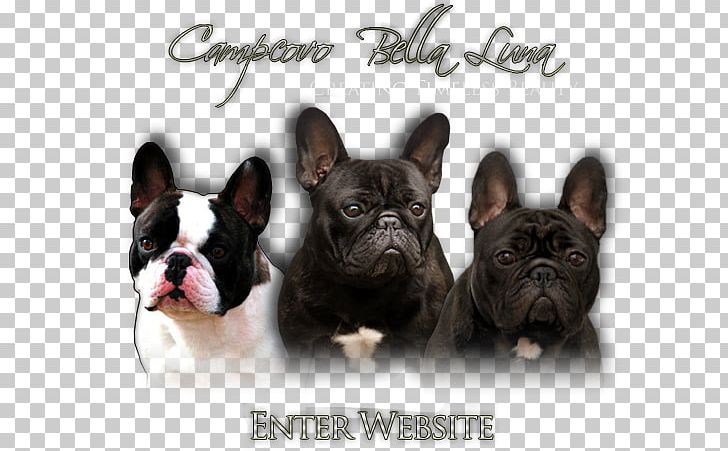 French Bulldog Toy Bulldog Dog Breed Companion Dog PNG, Clipart, Breed, Brindle, Bulldog, Carnivoran, Companion Dog Free PNG Download