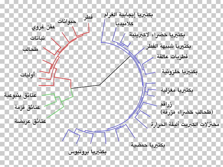 Gene-centered View Of Evolution Biology Genetics PNG, Clipart, Angle, Area, Biology, Charles Darwin, Diagram Free PNG Download