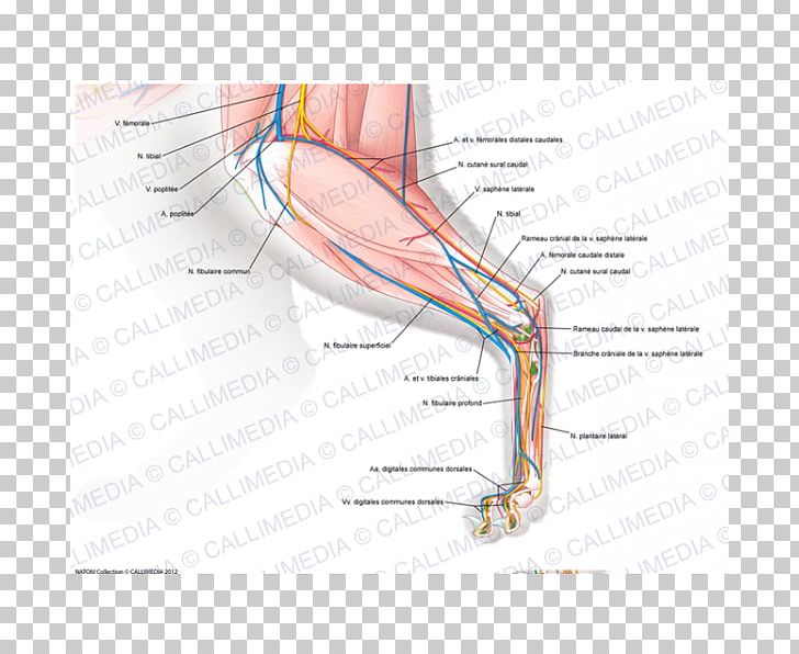 Muscle Nerve Knee Anatomy Hand PNG, Clipart, Anatomy, Angle, Arm, Blood Vessel, Cat Anatomy Free PNG Download