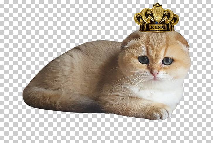 Scottish Fold British Shorthair Scottish Straight British Longhair