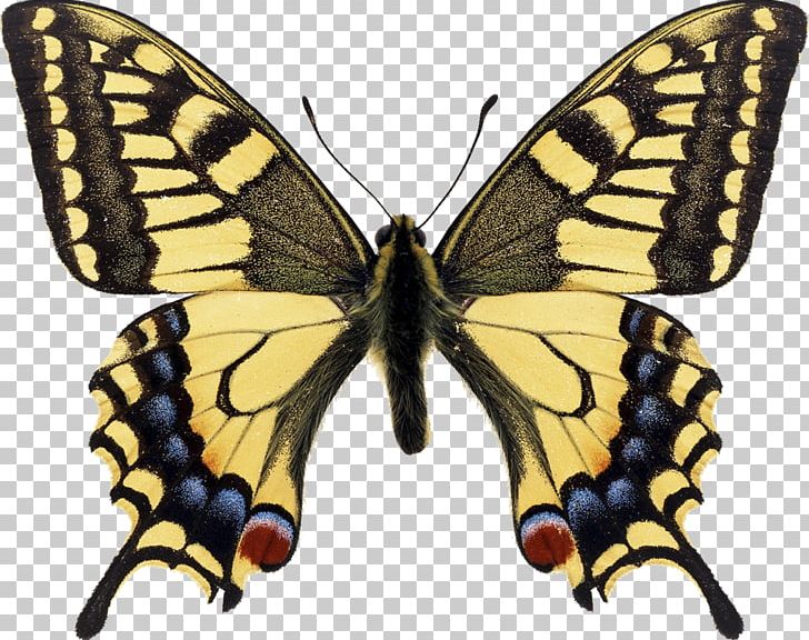 Swallowtail Butterfly Papilio Machaon Monarch Butterfly Eastern Tiger Swallowtail PNG, Clipart, Arthropod, Bombycidae, Brush Footed Butterfly, Butterfly, Colias Croceus Free PNG Download