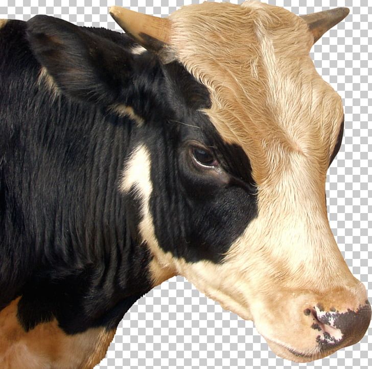 Calf Baka Taurine Cattle Dairy Cattle Ox PNG, Clipart, Animals, Baka, Bull, Calf, Cattle Free PNG Download
