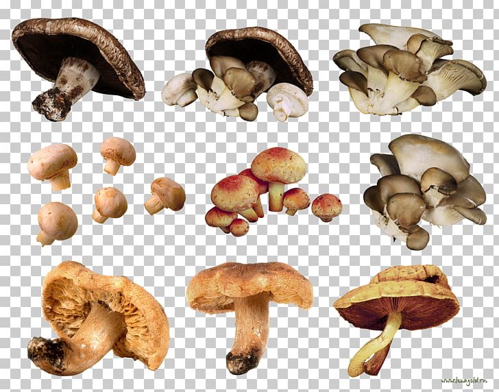 Edible Mushroom Fungus PNG, Clipart, Champignon, Edible Mushroom, Food, Fungiculture, Fungus Free PNG Download