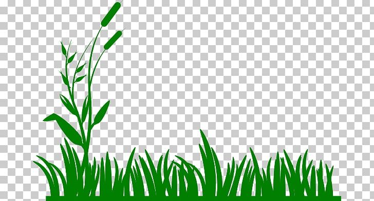 Lawn PNG, Clipart, Area, Grass, Grasses, Grass Family, Green Free PNG Download