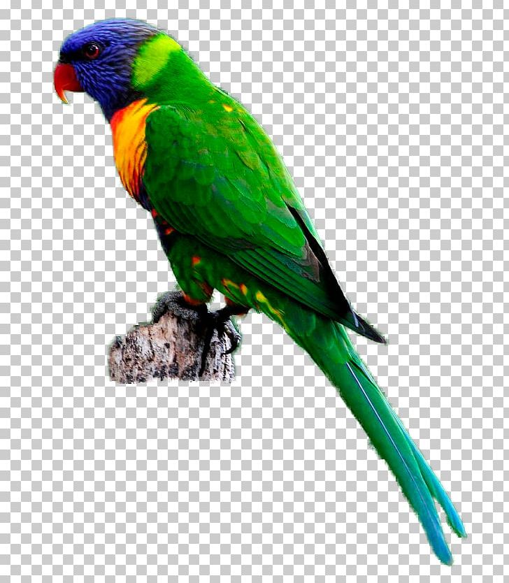 Budgerigar Parrot Bird Rainbow Lorikeet PNG, Clipart, Animals, Beak, Bird, Budgerigar, Clip Art Free PNG Download