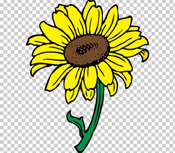 Common Sunflower PNG, Clipart, Artwork, Black And White, Chrysanths, Common Sunflower, Cut Flowers Free PNG Download