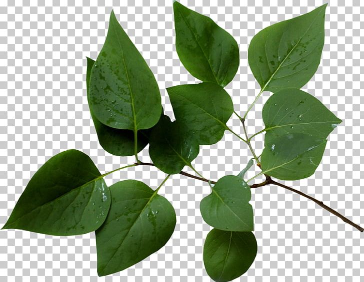 Branch Leaf Tree Twig PNG, Clipart, Branch, Branches, Information, Leaf, Lindens Free PNG Download