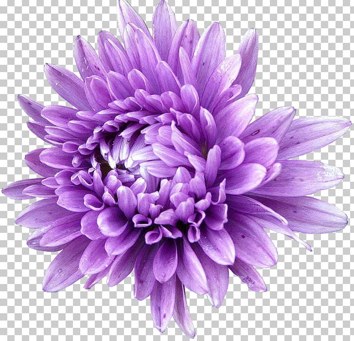 Aster Seed Flower Annual Plant Chrysanthemum PNG, Clipart, Annual Plant, Aster, Blossom, Blume, Chrysanthemum Free PNG Download