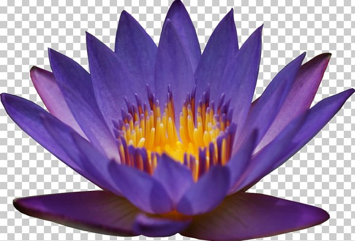 Egyptian Lotus Nymphaea Alba Nymphaea Lotus Flower Lilium PNG, Clipart, Aquatic Plant, Blue, Blue Rose, Desktop Wallpaper, Egyptian Lotus Free PNG Download