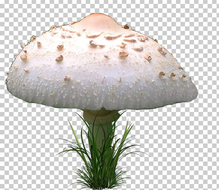 Fungus Mushroom Agaricaceae PNG, Clipart, Agaric, Agaricaceae, Animaatio, Champignon, Clothing Accessories Free PNG Download