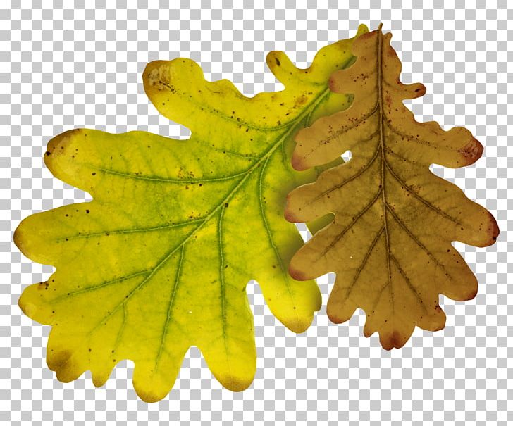 Quercus Lobata Leaf Autumn PNG, Clipart, Autumn, Autumn Leaves, Autumn Tree, Clip Art, Creative Free PNG Download