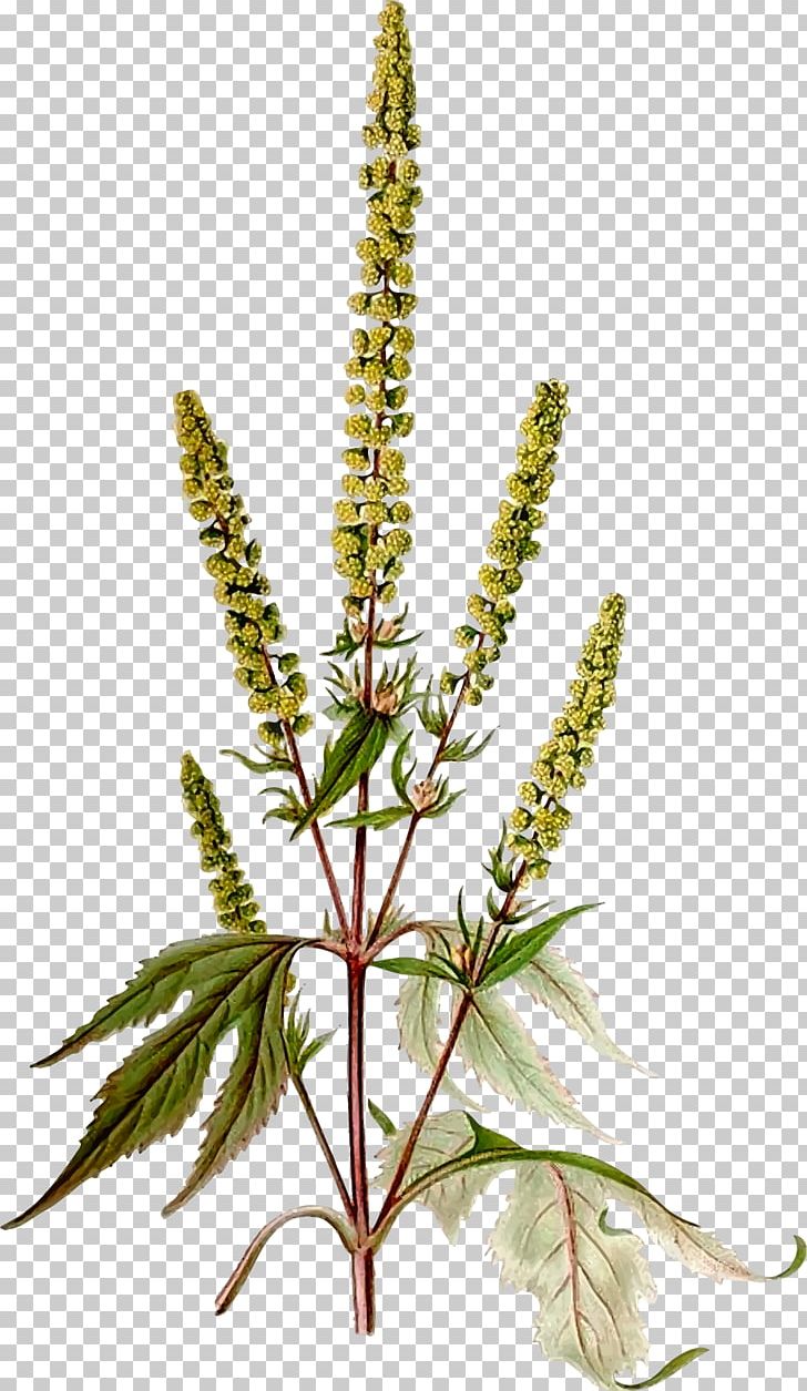 Giant Ragweed Western Ragweed Annual Plant Flower PNG, Clipart, Allergen, Ambrosia, Annual Plant, Daisy Family, Flower Free PNG Download