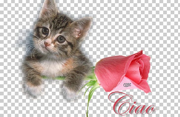 Kitten Whiskers Domestic Short-haired Cat Ragdoll Felix The Cat PNG, Clipart, Black Cat, Carnivoran, Cat, Cat Like Mammal, Desktop Wallpaper Free PNG Download