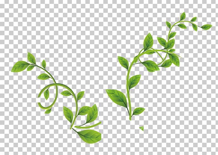 Leaf Green Vine PNG, Clipart, Branch, Computer Software, Dots Per Inch, Download, Grass Free PNG Download
