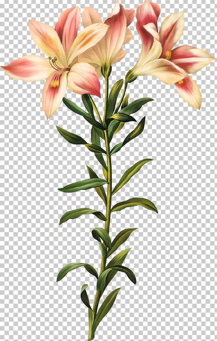 Lily Of The Incas Printmaking Artist Botanical Illustration PNG, Clipart, Alstroemeria Pelegrina, Art, Calla Lily, Engraving, Flower Free PNG Download