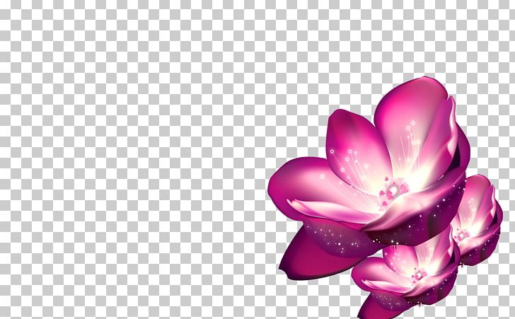 Shulin District Pink Purple Flower PNG, Clipart, Art, Background, Blossom, Closeup, Computer Free PNG Download
