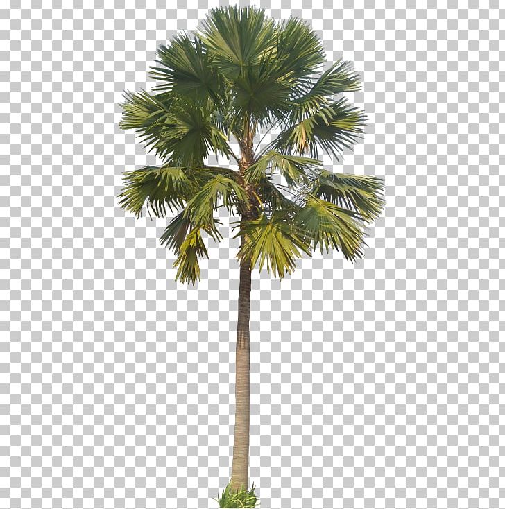 Asian Palmyra Palm Saribus Rotundifolius Saw Palmetto Mexican Fan Palm Arecaceae PNG, Clipart, Arecales, Areca Nut, Areca Palm, Asian Palmyra Palm, Attalea Speciosa Free PNG Download