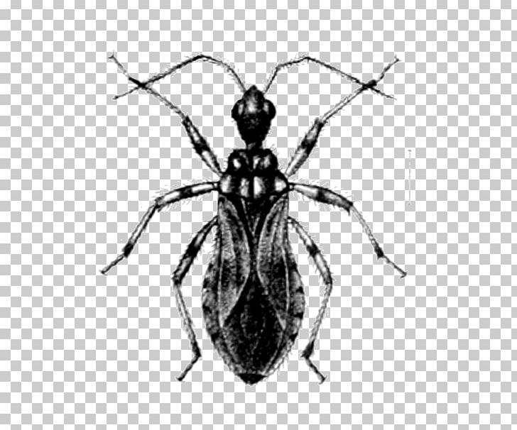 Weevil Heteroptera Sphaeridopinae Beetle Bed Bug PNG, Clipart, Animal, Animals, Ant, Arthropod, Assassin Bug Free PNG Download