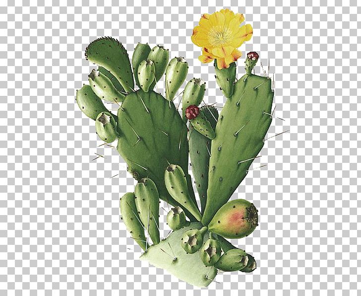 Cactaceae Opuntia Monacantha Botanical Illustration Drawing San Pedro Cactus PNG, Clipart, Botanical Illustrator, Botany, Cactus, Cactus Fence, Cartoon Free PNG Download