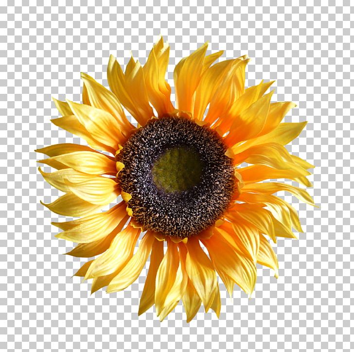 Common Sunflower Plant PNG, Clipart, Arumlily, Autumn, Closeup, Daisy Family, Flower Free PNG Download