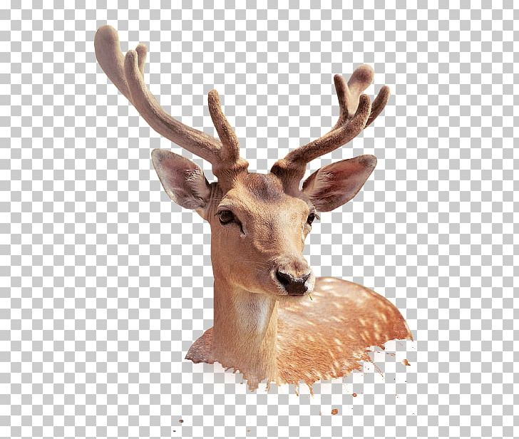 Deer Illustration PNG, Clipart, Animal, Animals, Antler, Christmas Deer, Coreldraw Free PNG Download