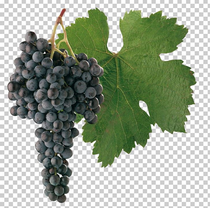 Merlot Cabernet Sauvignon Sauvignon Blanc Shiraz Wine PNG, Clipart, Bordeaux Wine, Cabernet Moravia, Common Grape Vine, Flowering Plant, Food Free PNG Download