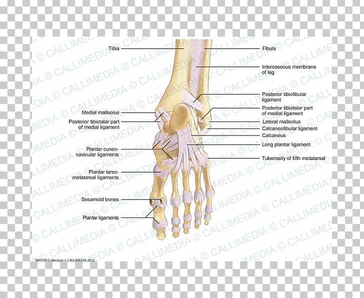 Thumb Bone Foot Ligament Joint PNG, Clipart, Angle, Arm, Bone, Diagram, Finger Free PNG Download