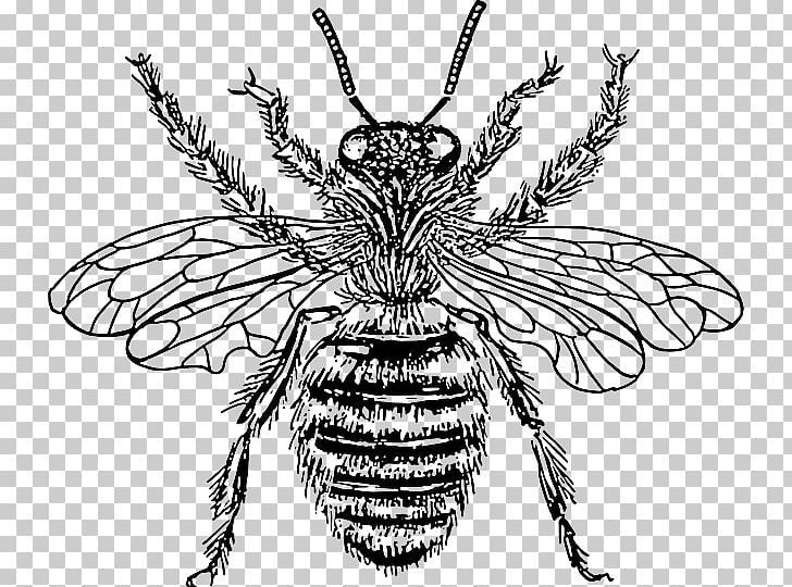 Western Honey Bee Beehive PNG, Clipart, Art, Fictional Character, Head, Honey, Honey Bee Free PNG Download
