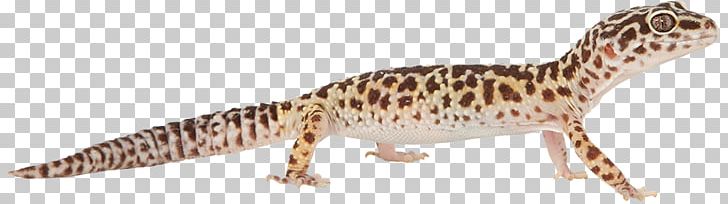 Gecko Fauna Terrestrial Animal Wildlife PNG, Clipart, Animal, Animal Figure, Fauna, Gecko, Les Free PNG Download