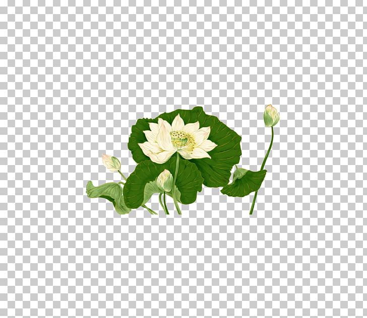 Nelumbo Nucifera Graphic Design PNG, Clipart, Annual Plant, Bract, Cut Flowers, Decorative, Flower Free PNG Download
