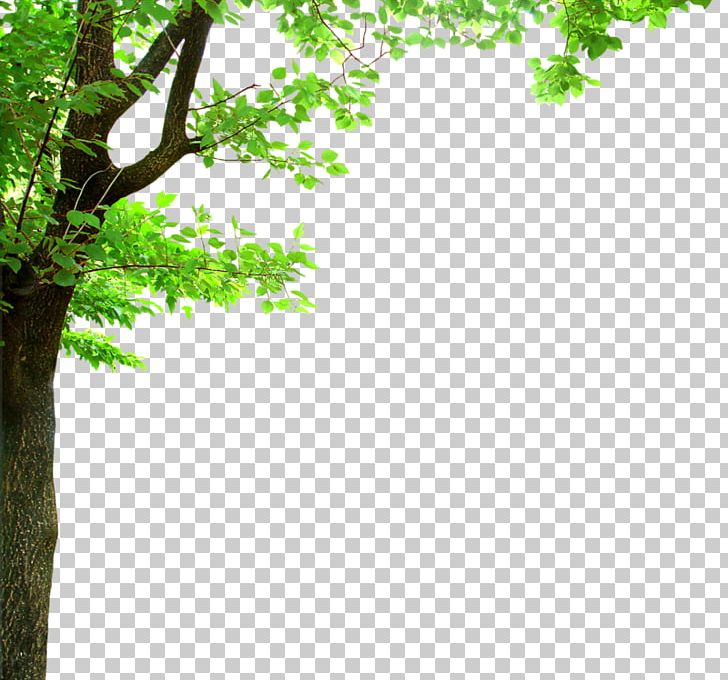 Shade Tree Branch Oak PNG, Clipart, Area, Background Green, Branch, Christmas Tree, Clip Art Free PNG Download