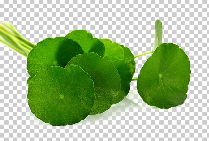 Centella Asiatica Leaf Herb Food PNG, Clipart, Annual Plant, Centella, Centella Asiatica, Food, Gotu Kola Free PNG Download