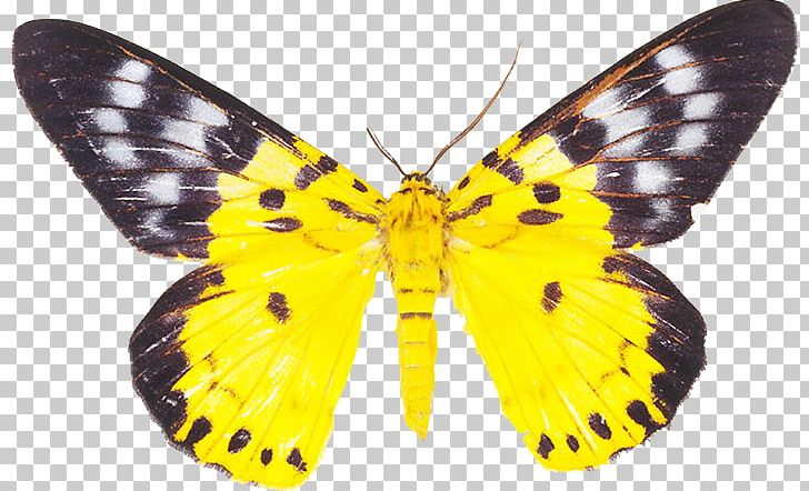 Clouded Yellows Butterflies And Moths Drawing Pieridae PNG, Clipart, Arthropod, Article, Artikel, Black Butterfly, Brush Footed Butterfly Free PNG Download